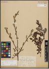 Foto von Salix aurita L.